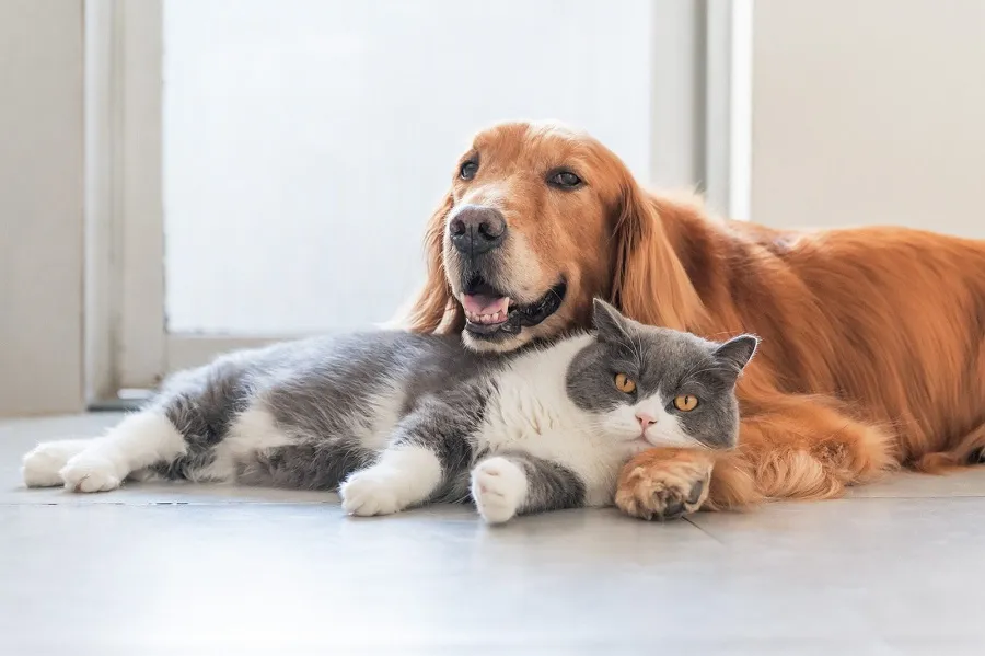 Η Hoolie ξαναγράφει τον κώδικα του Pet Insurance στην Ελλάδα