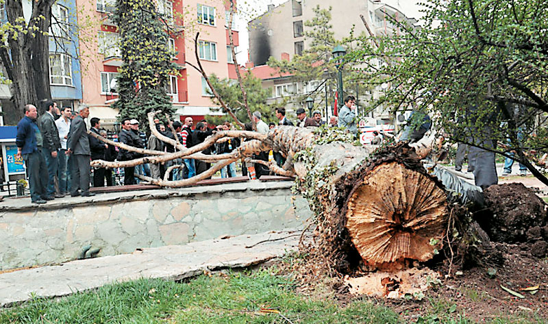 Ο Σκύλος και το Ξερό Δένδρο