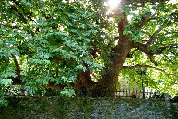 Ο Πλάτανος και οι Ευθύνες