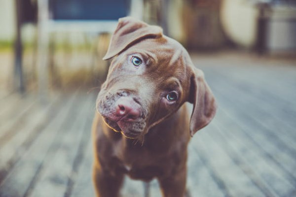 Στα ύψη οι αποζημιώσεις για… δαγκώματα σκύλων στις ΗΠΑ