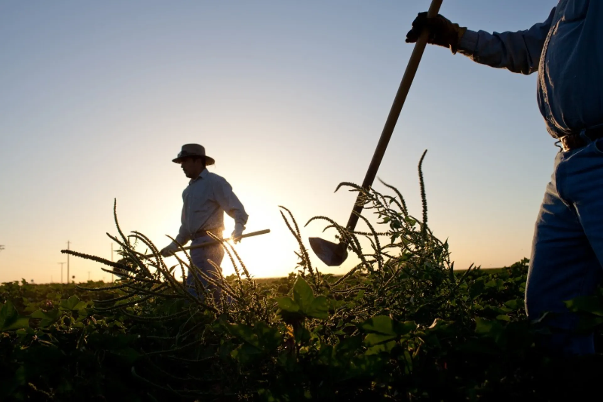 ΑΤΕ Ασφαλιστική: «Ασφαλής Αγροτική Παραγωγή» ό,τι καλύτερο για τους Αγρότες
