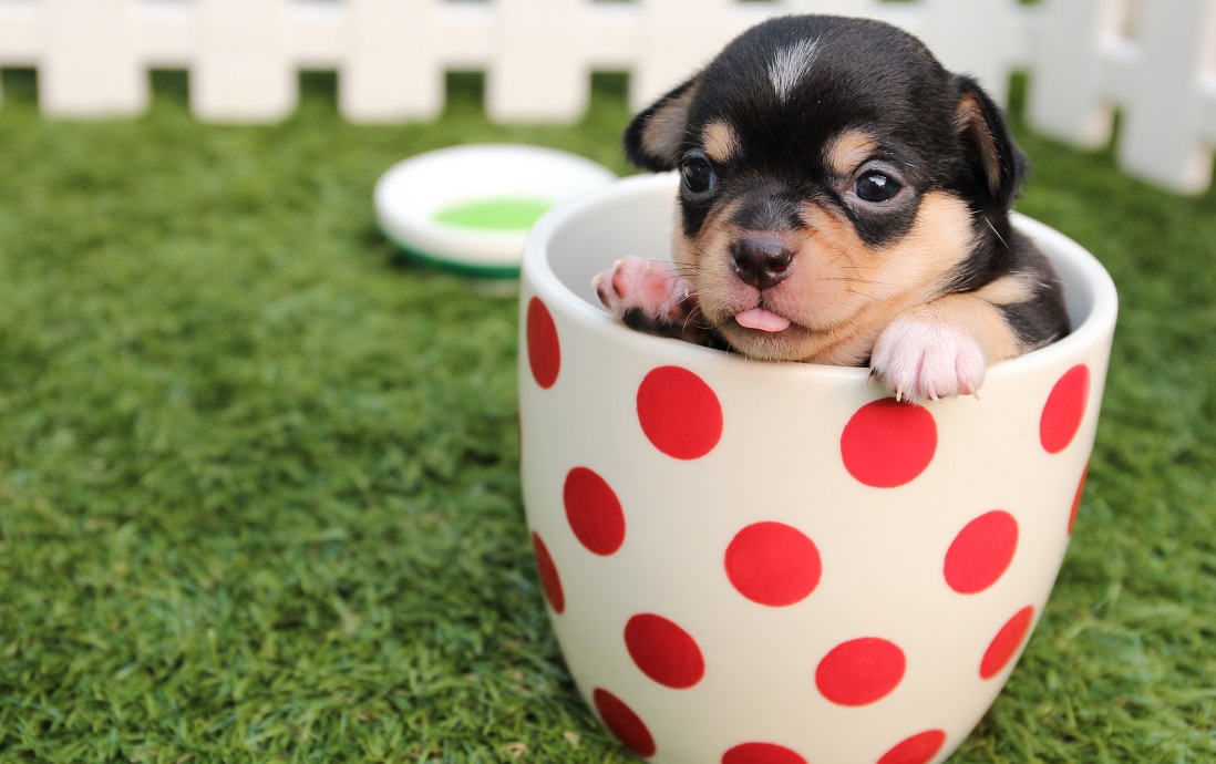 Αν έχετε σκύλο, συμφέρει να έχετε και “Love Me Back”