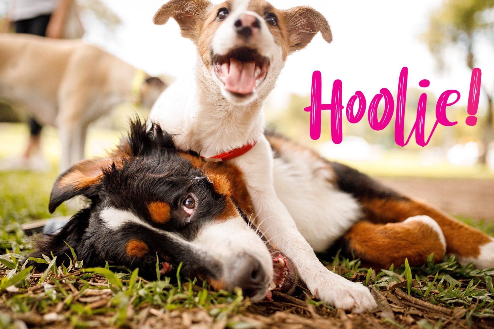 Pet Insurance: Πρόστιμα στους ιδιοκτήτες κατοικιδίων για βόλτες χωρίς λουρί και έλλειψη ηλεκτρονικής ταυτότητας