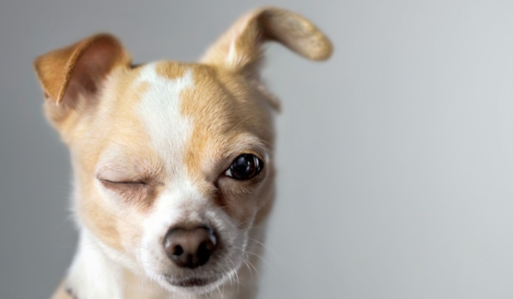 Νομοθετικό πλαίσιο για την ευζωία των ζώων συντροφιάς