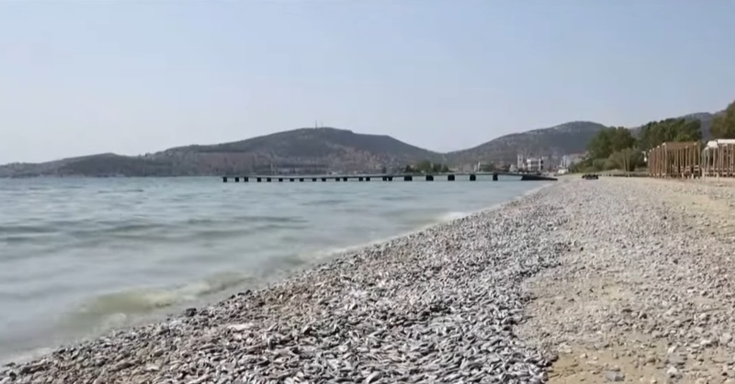 Νεκρά ψάρια: Ποια είναι τα μέτρα στήριξης για τους επιχειρηματίες