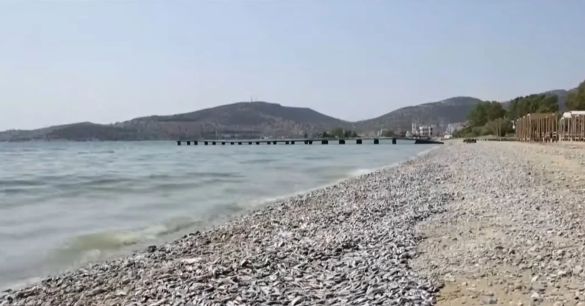 Νεκρά ψάρια: Ποια είναι τα μέτρα στήριξης για τους επιχειρηματίες