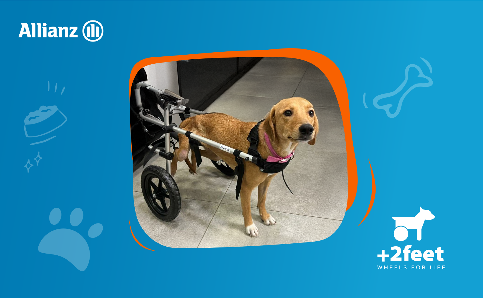 Allianz – Plus2Feet: Ελπίδα και κίνηση σε ζώα με αναπηρία