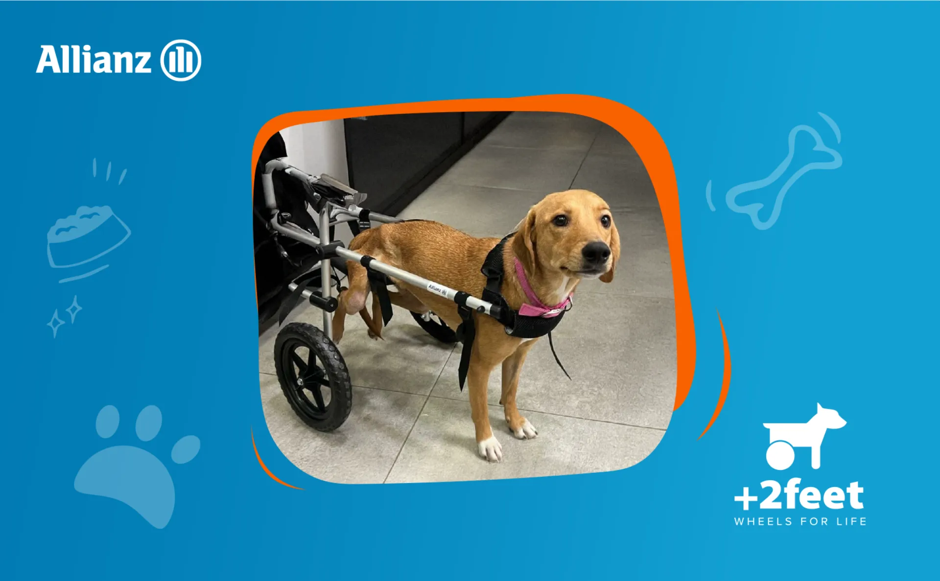 Allianz – Plus2Feet: Ελπίδα και κίνηση σε ζώα με αναπηρία