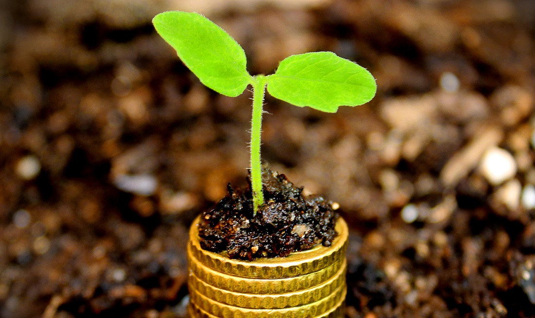 Money growth concept - Coins in the soil with young plant