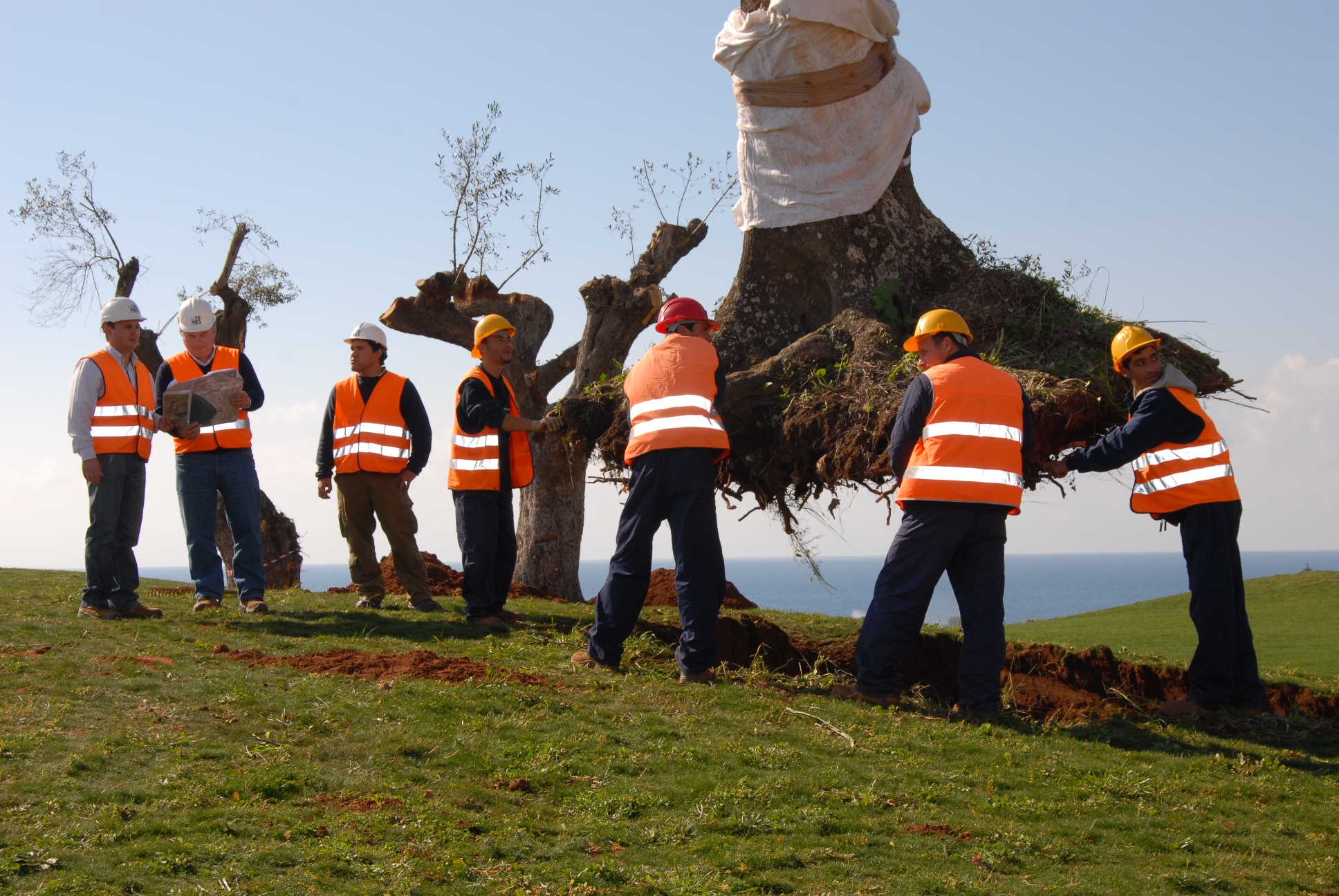Olive transplant program_Costa Navarino
