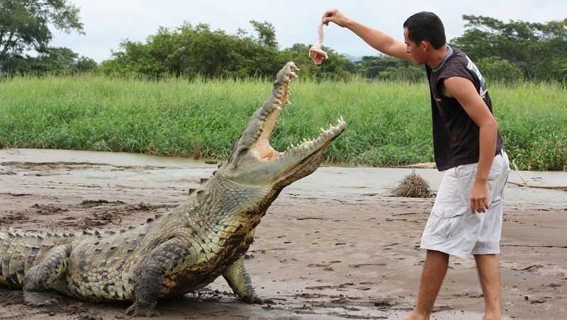 croc