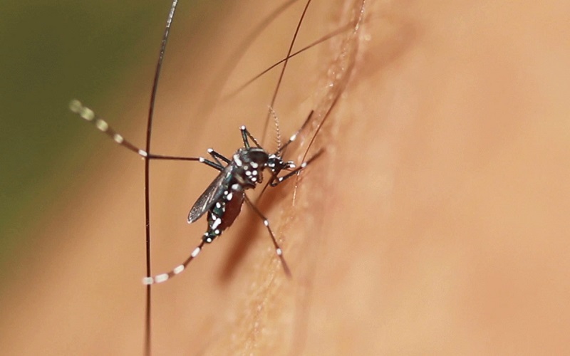 mosquito1
