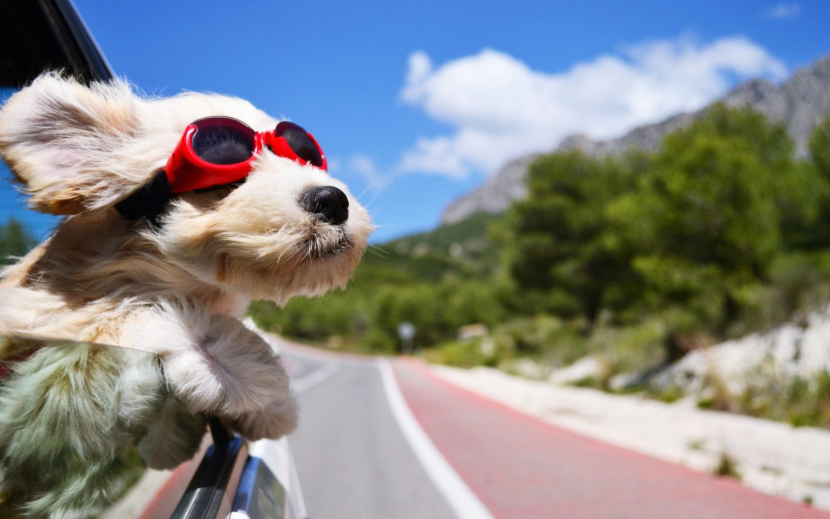 Dog-In-Car-Wearing-Cool-Sunglasses-Images