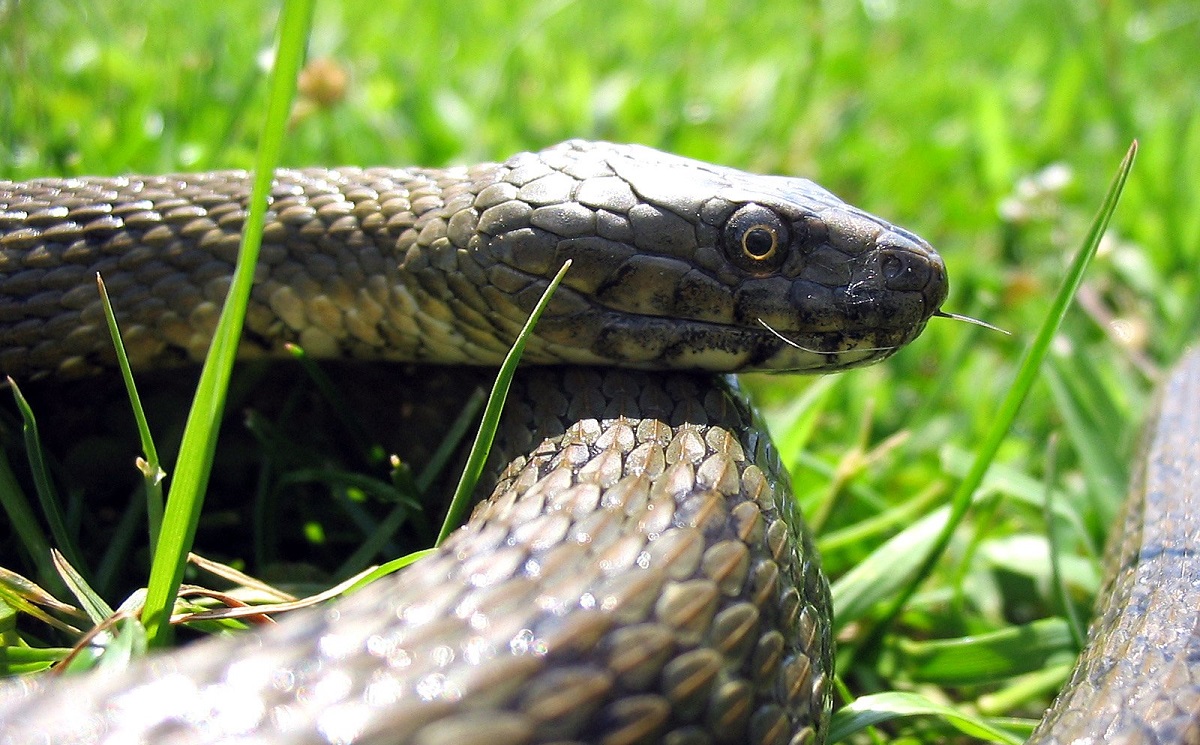Αντιοφικοί οροί έναντι πλεονασμάτων – Περικοπές με κίνδυνο ζωής στην ύπαιθρο