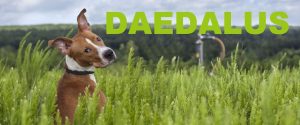 Daedalus,dog