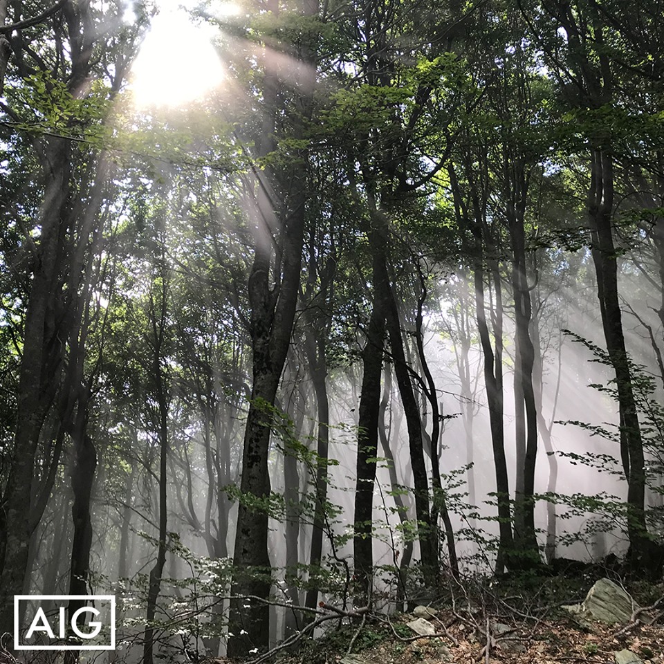 AIG Greece: Δείτε τη φωτογραφική άποψη των υπαλλήλων της