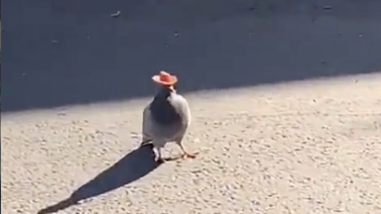 Ποιος βάζει κόκκινα καπέλα στα περιστέρια του Las Vegas;