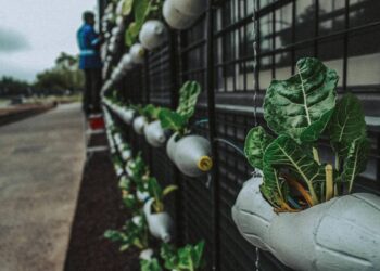 selective-focus-photography-of-green-leafed-plant-insurancedaily
