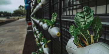 selective-focus-photography-of-green-leafed-plant-insurancedaily