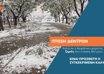 Πότε η Ασφαλιστική Εταιρεία αποζημιώνει για πτώση δέντρου στο όχημα;