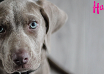 Τι αλλαγές φέρνει το νομοσχέδιο για τα ζώα συντροφιάς
