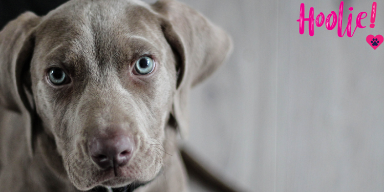 Τι αλλαγές φέρνει το νομοσχέδιο για τα ζώα συντροφιάς