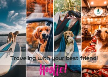 Pet Insurance: Ταξιδεύω με το σκύλο μου!