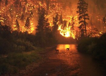 forest-fire