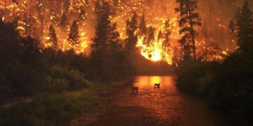 forest-fire