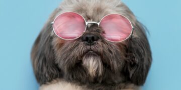front-view-funny-cute-dog-concept