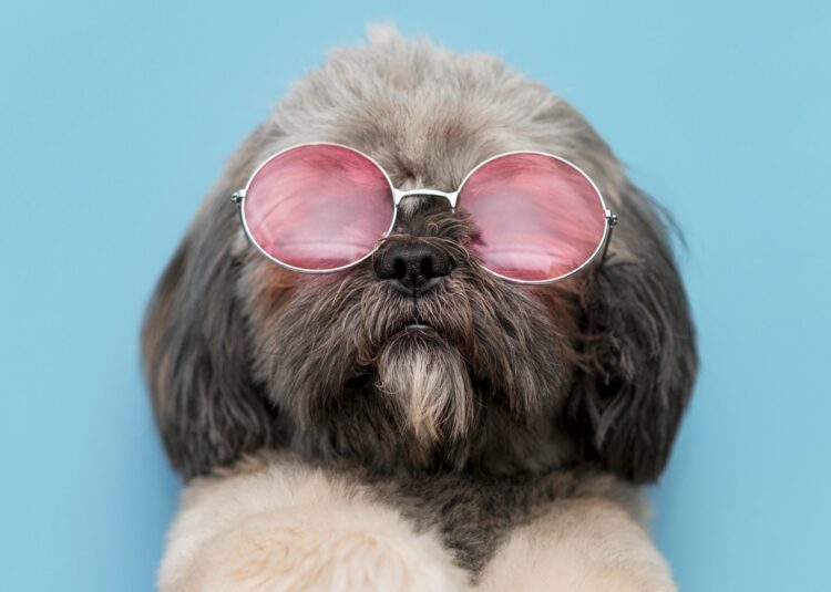 front-view-funny-cute-dog-concept