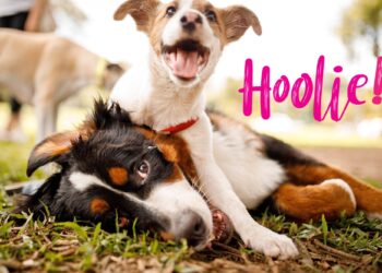 Pet Insurance: Πρόστιμα στους ιδιοκτήτες κατοικιδίων για βόλτες χωρίς λουρί και έλλειψη ηλεκτρονικής ταυτότητας