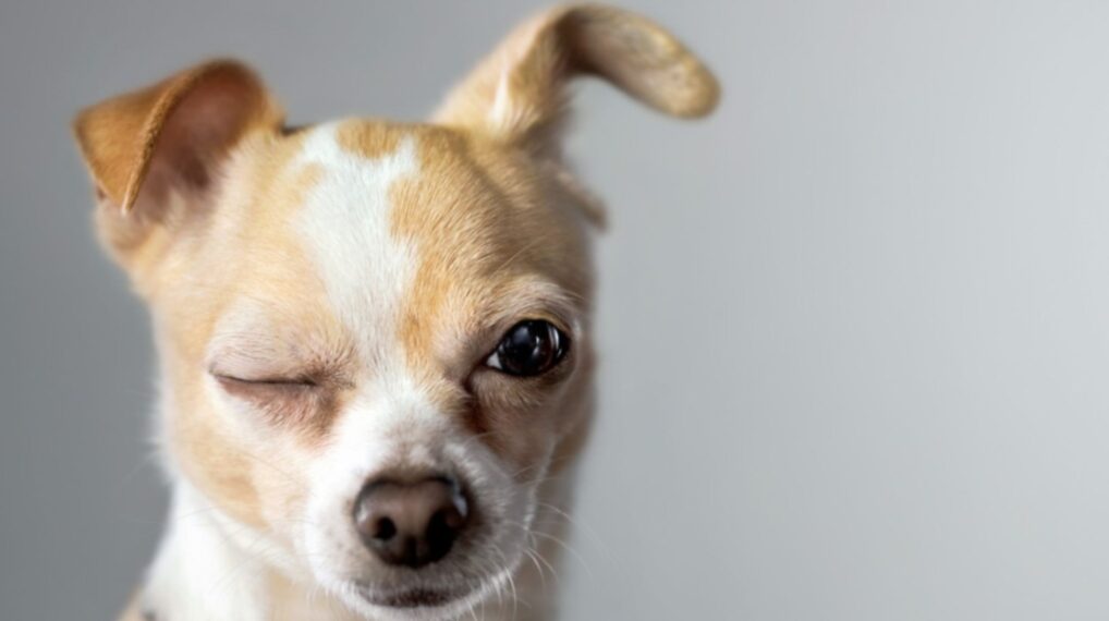 Νομοθετικό πλαίσιο για την ευζωία των ζώων συντροφιάς