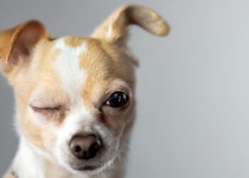 Νομοθετικό πλαίσιο για την ευζωία των ζώων συντροφιάς