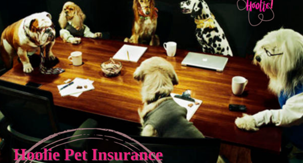 Hoolie Foundation τα νέα προγράμματα ασφάλισης κατοικιδίων έφτασαν !