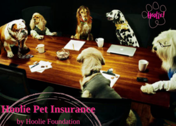 Hoolie Foundation τα νέα προγράμματα ασφάλισης κατοικιδίων έφτασαν !