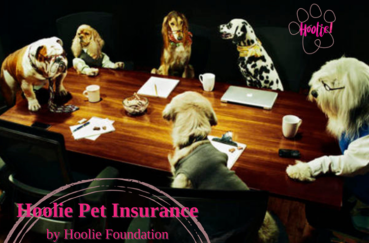 Hoolie Foundation τα νέα προγράμματα ασφάλισης κατοικιδίων έφτασαν !