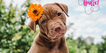 Hoolie Foundation: Gold βραβείο στην κατηγορία «Καλύτερη ασφαλιστική υπηρεσία για κατοικίδια»