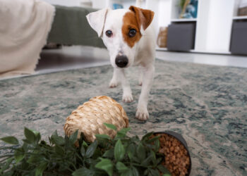 hoolie pet insurance
