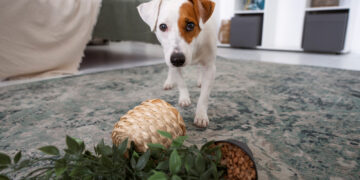 hoolie pet insurance