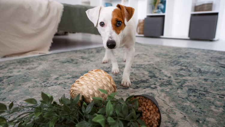hoolie pet insurance