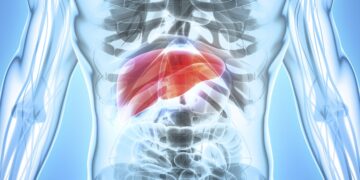 3D illustration of Liver - Part of Digestive System.