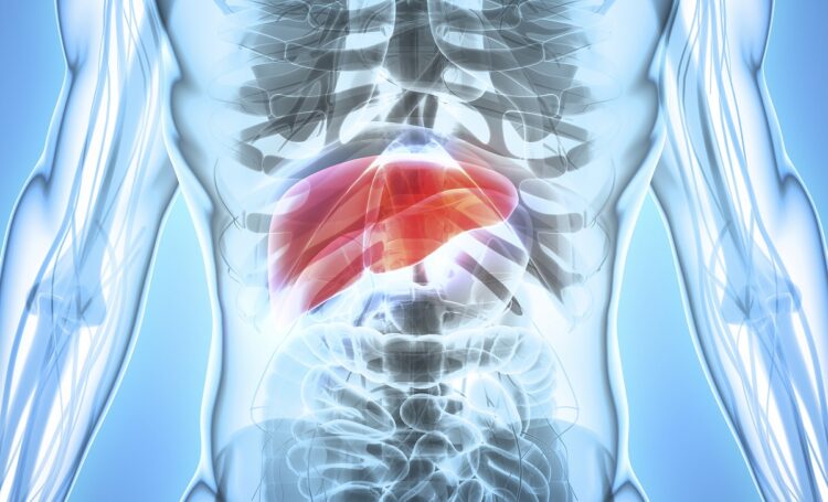 3D illustration of Liver - Part of Digestive System.