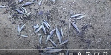 Swiss Re: Δείκτης Βιοποικιλότητας και Υπηρεσιών Οικοσυστήματος για κάθε χώρα (video)