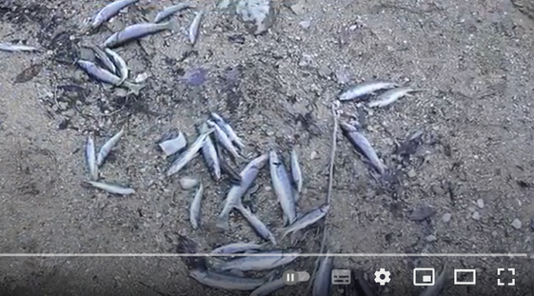 Swiss Re: Δείκτης Βιοποικιλότητας και Υπηρεσιών Οικοσυστήματος για κάθε χώρα (video)