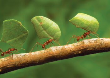 Επενδυτικά & αποταμιευτικά προγράμματα. Κουμπαράς για μια ώρα ανάγκης