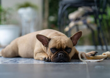 1 δις δολ. οι ασφαλιστικές αποζημιώσεις που σχετίζονται με κατοικίδια