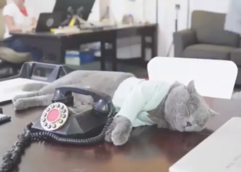 Hoolie Pet Insurance: Παγκόσμια ημέρα “πάρε την γάτα σου στην δουλειά” !