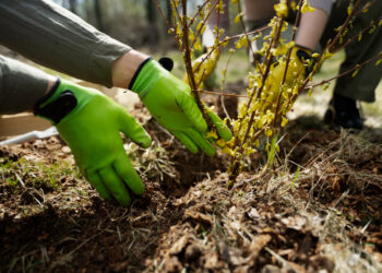 Γιάννης Ρούντος: Αναδάσωση ΝΑΙ, αλλά ΠΩΣ;