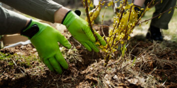 Γιάννης Ρούντος: Αναδάσωση ΝΑΙ, αλλά ΠΩΣ;